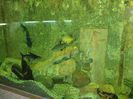 DSCF2778