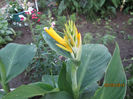 Canna Indica