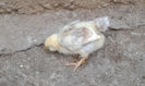 PUICUTA FAVEROLLES