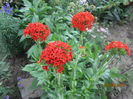 Lychnis Calcedonica