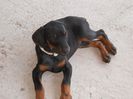 roxy