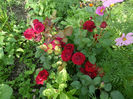 SAM_7363