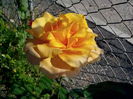 IMG_20140610_094108