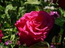 DSC04461