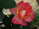 DSC04638