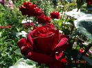 DSC04230