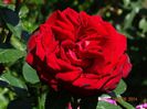 DSC04452