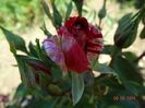 DSC04672