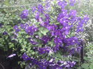 Clematis