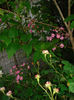 DSC00912