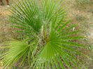 washingtonia filifera