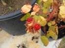 Rubus phoenicolasius