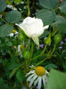 DSC00919