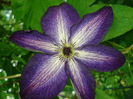 Venosa Violacea