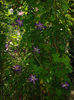 Venosa Violacea