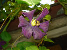 Etoile Violett
