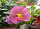 Calibrachoa Pink (2014, May 18)