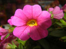 Calibrachoa Pink (2014, June 04)