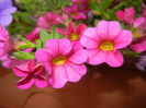 Calibrachoa Pink (2014, June 07)