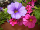 Calibrachoa Blue & Pink (2014, June 07)