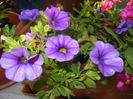 Calibrachoa Blue (2014, June 09)