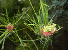 Allium Hair (2014, June 08)