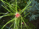 Allium Hair (2014, June 08)