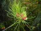 Allium Hair (2014, June 08)