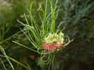 Allium Hair (2014, June 09)