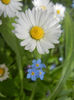 Bellis & Myosotis (2014, April 27)