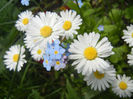 Bellis & Myosotis (2014, April 27)