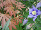 Acer Ariadne & Aquilegia (2014, April 28)