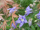 Acer Ariadne & Aquilegia (2014, April 28)