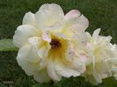 IMG_20140603_122905