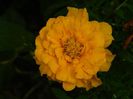 DSCN7662
