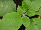 DSCN7675 brugmansia Ileanap