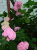 DSCN7684