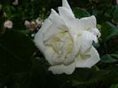 DSCN7696