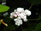 DSCN7721