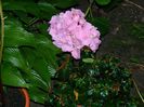 DSCN7753