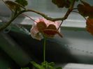 DSCN7763