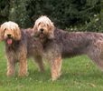 otterhound1