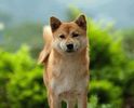Shiba-Inu1-0n