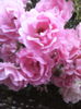 floare Sommerwind