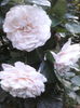 IMG_20140610_204439