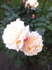 IMG_20140610_204308