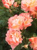 IMG_20140610_195935