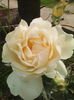 IMG_20140610_195834
