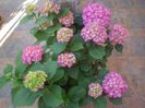 hortensia