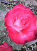 IMG_20140610_204938